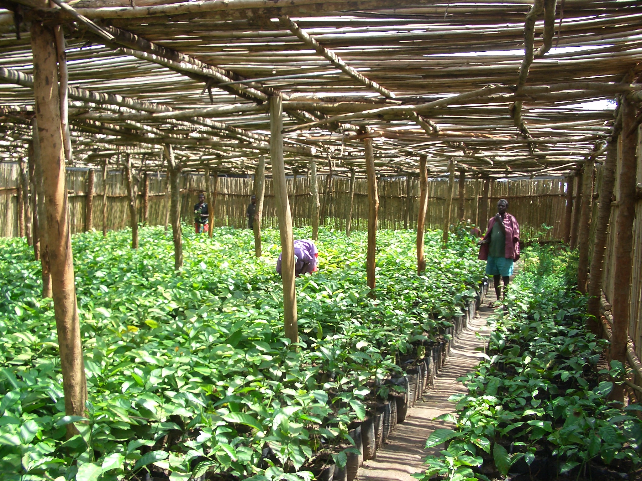 Kaweri Coffee Plantation Limited