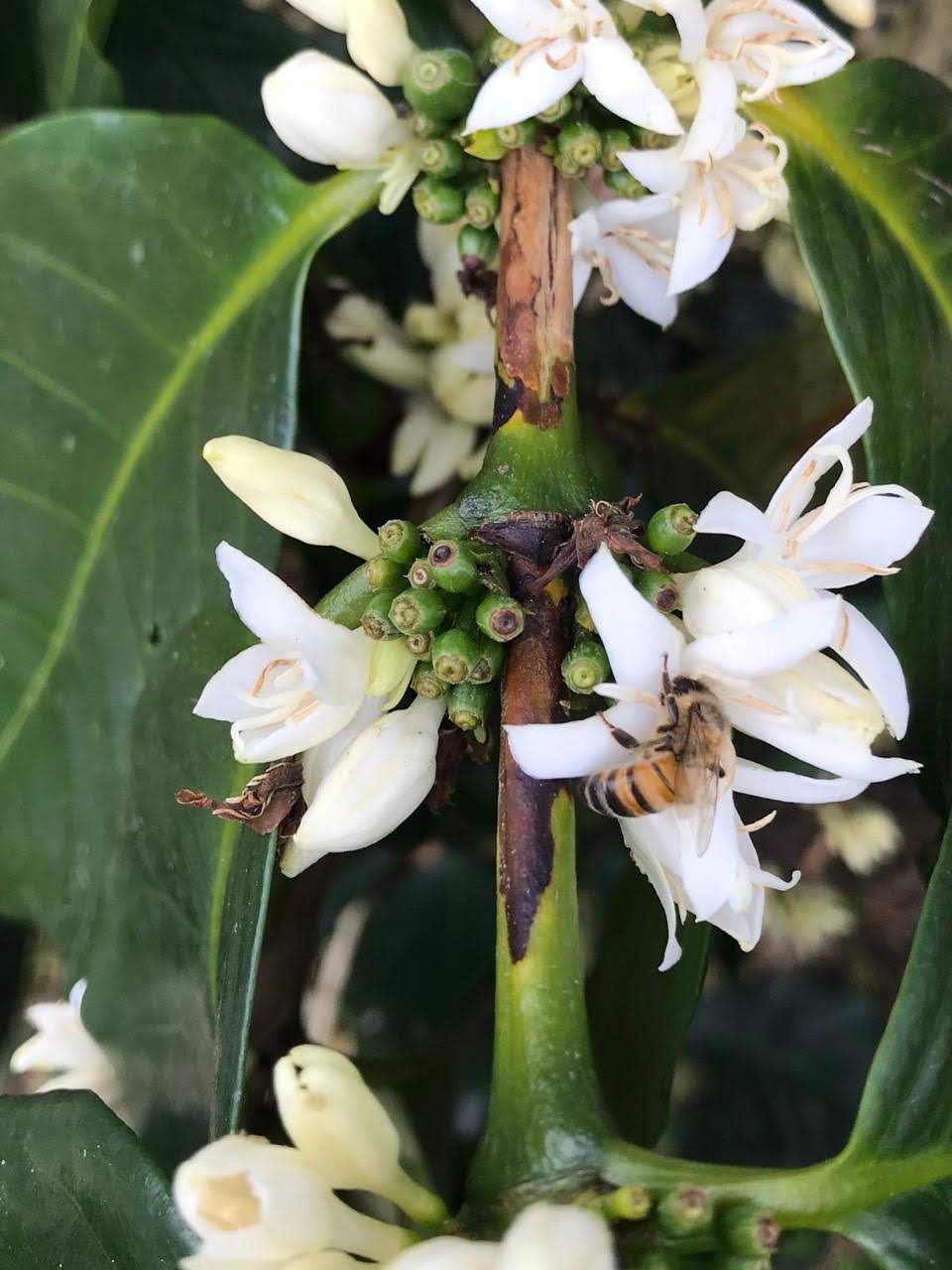 091019 Coffee flower + bee
