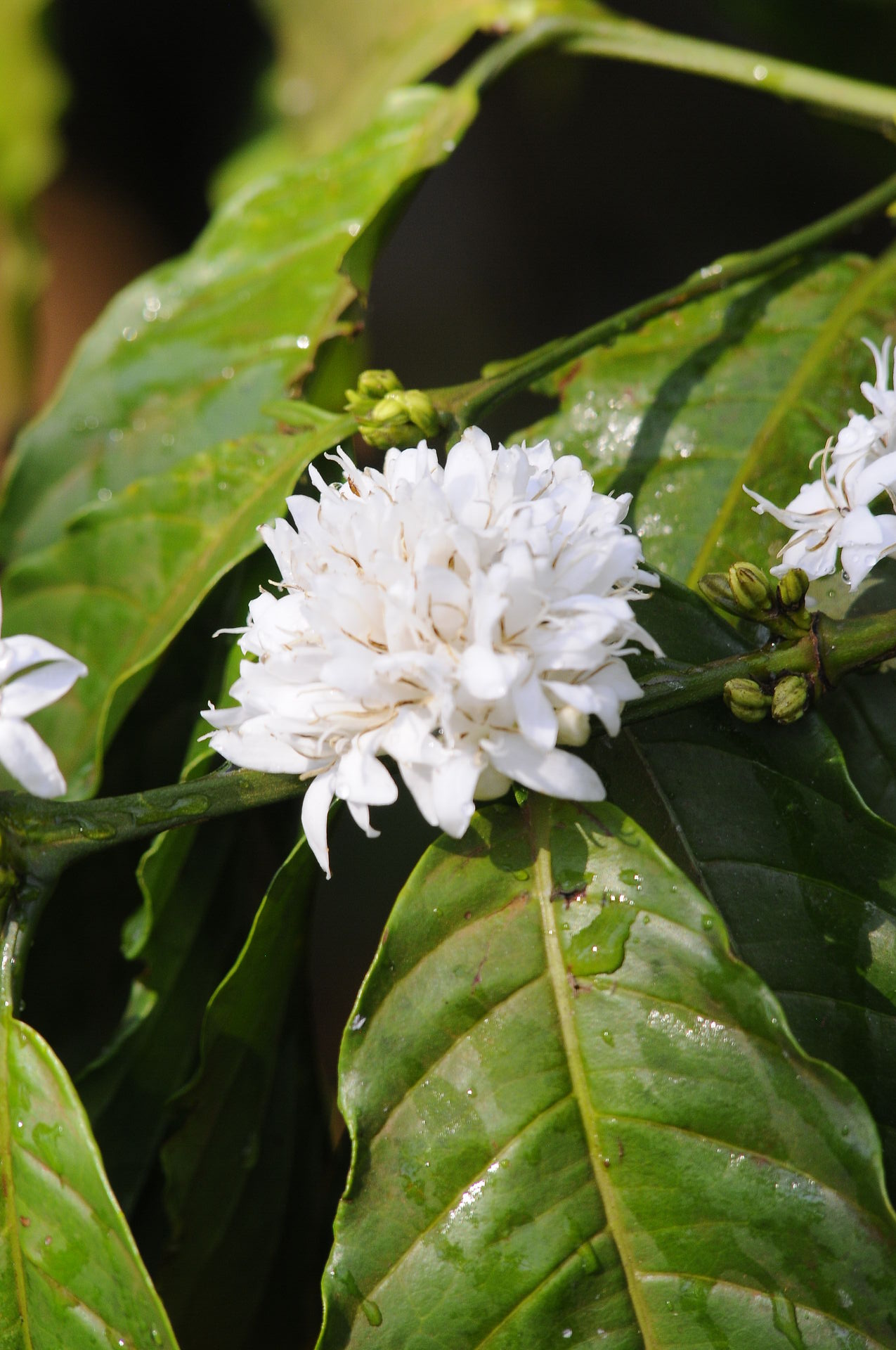India_2012_672